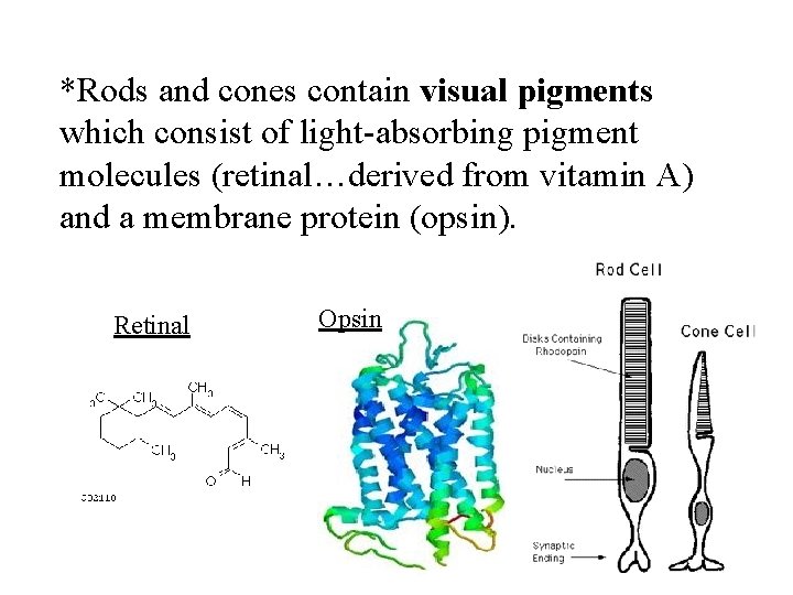 *Rods and cones contain visual pigments which consist of light-absorbing pigment molecules (retinal…derived from