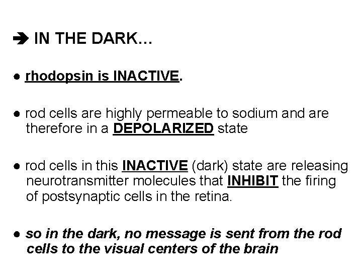  IN THE DARK… ● rhodopsin is INACTIVE. ● rod cells are highly permeable