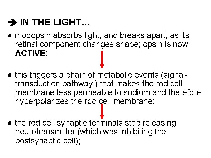 IN THE LIGHT… ● rhodopsin absorbs light, and breaks apart, as its retinal IN THE LIGHT… ● rhodopsin absorbs light, and breaks apart, as its retinal