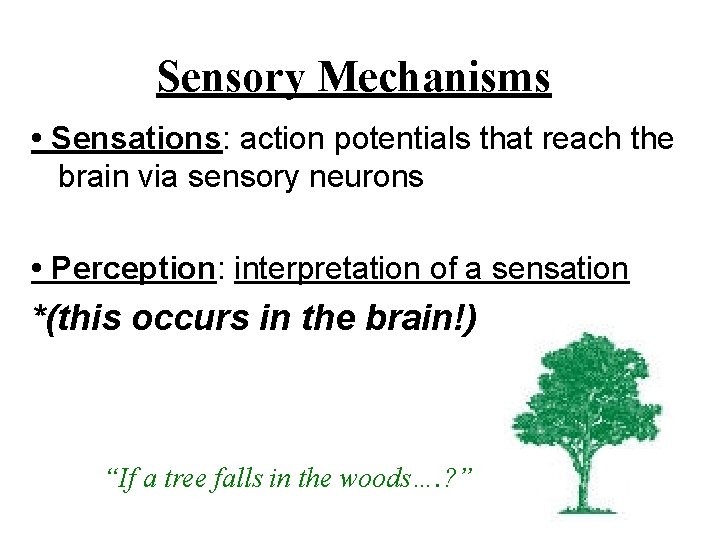 Sensory Mechanisms • Sensations: action potentials that reach the brain via sensory neurons •