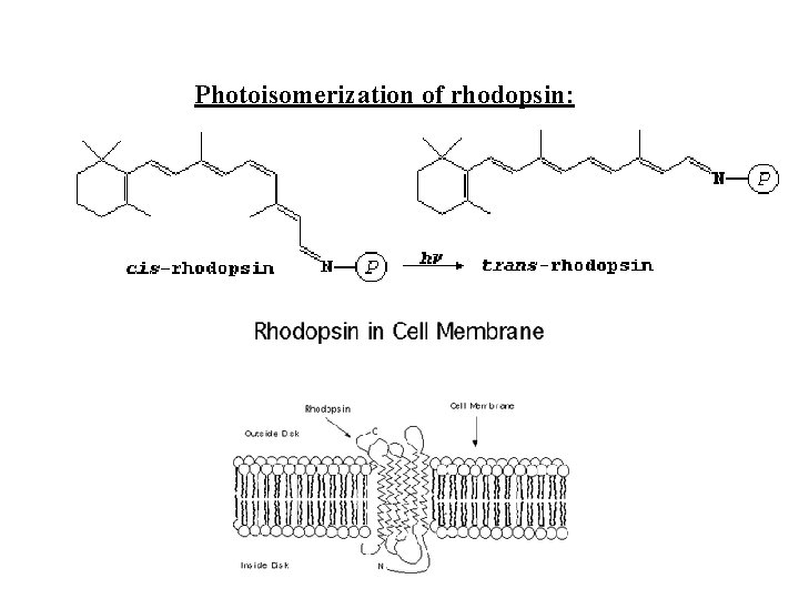 Photoisomerization of rhodopsin: 