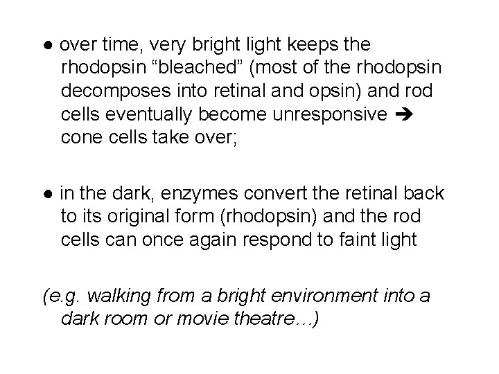 ● over time, very bright light keeps the rhodopsin “bleached” (most of the rhodopsin