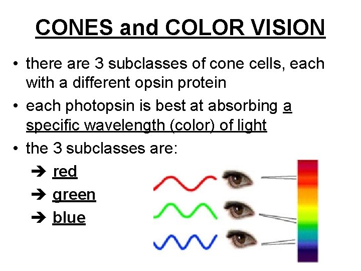 CONES and COLOR VISION • there are 3 subclasses of cone cells, each with