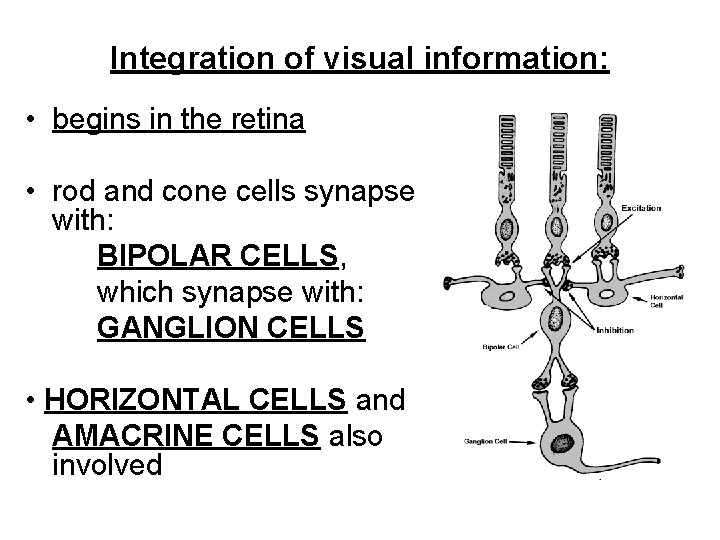 Integration of visual information: • begins in the retina • rod and cone cells