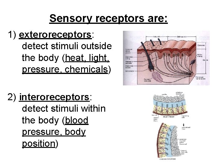 Sensory receptors are: 1) exteroreceptors: detect stimuli outside the body (heat, light, pressure, chemicals)
