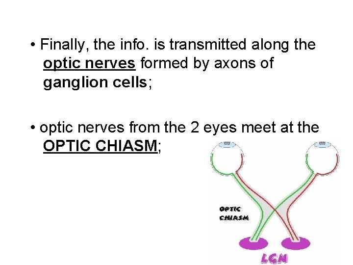 • Finally, the info. is transmitted along the optic nerves formed by axons • Finally, the info. is transmitted along the optic nerves formed by axons