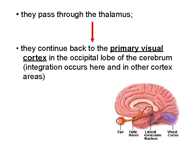  • they pass through the thalamus; • they continue back to the primary