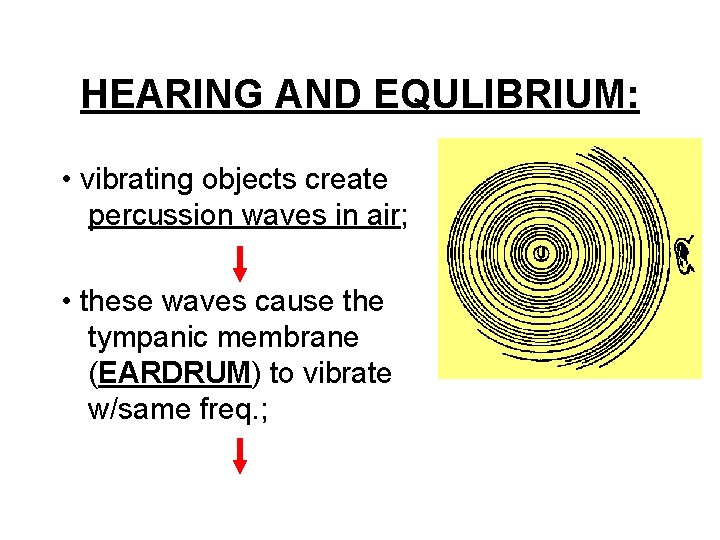 HEARING AND EQULIBRIUM: • vibrating objects create percussion waves in air; • these waves