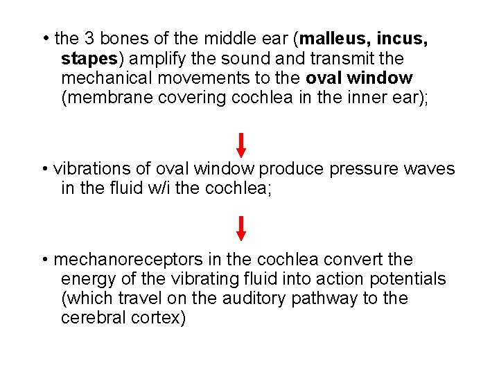  • the 3 bones of the middle ear (malleus, incus, stapes) amplify the