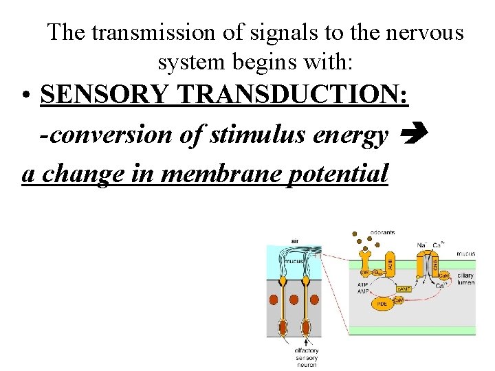 The transmission of signals to the nervous system begins with: • SENSORY TRANSDUCTION: -conversion