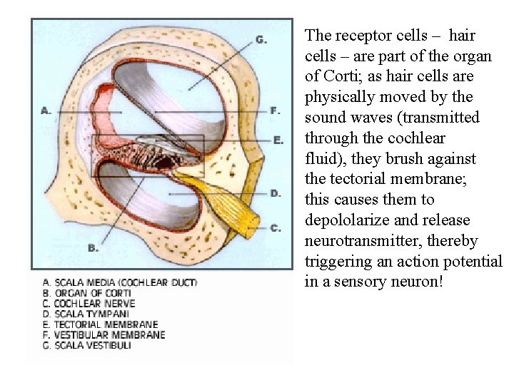 The receptor cells – hair cells – are part of the organ of Corti;