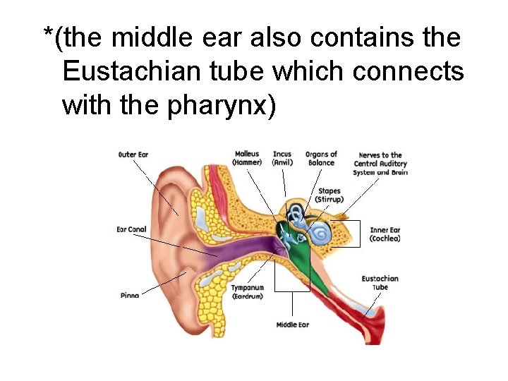 *(the middle ear also contains the Eustachian tube which connects with the pharynx) *(the middle ear also contains the Eustachian tube which connects with the pharynx)