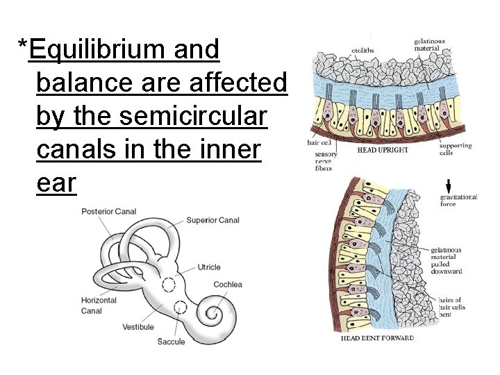 *Equilibrium and balance are affected by the semicircular canals in the inner ear 