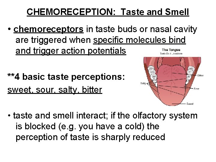 CHEMORECEPTION: Taste and Smell • chemoreceptors in taste buds or nasal cavity are triggered