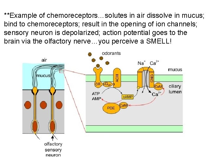 **Example of chemoreceptors…solutes in air dissolve in mucus; bind to chemoreceptors; result in the