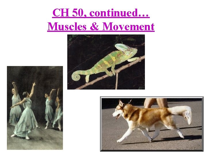 CH 50, continued… Muscles & Movement 
