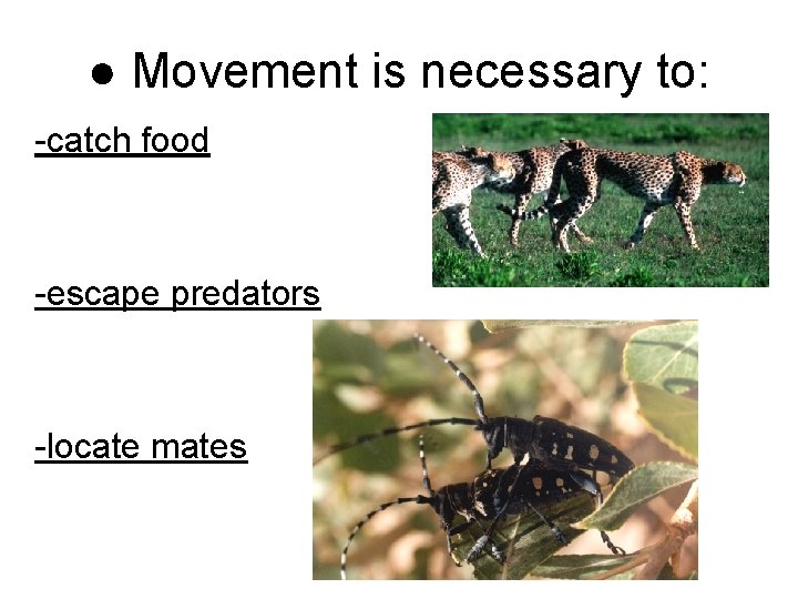 ● Movement is necessary to: -catch food -escape predators -locate mates 