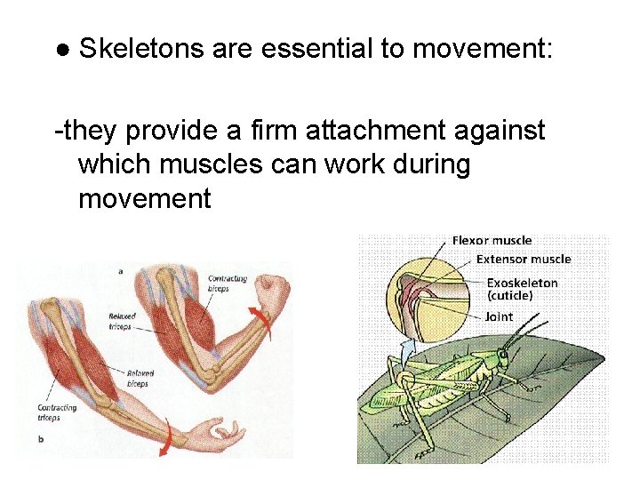 ● Skeletons are essential to movement: -they provide a firm attachment against which muscles