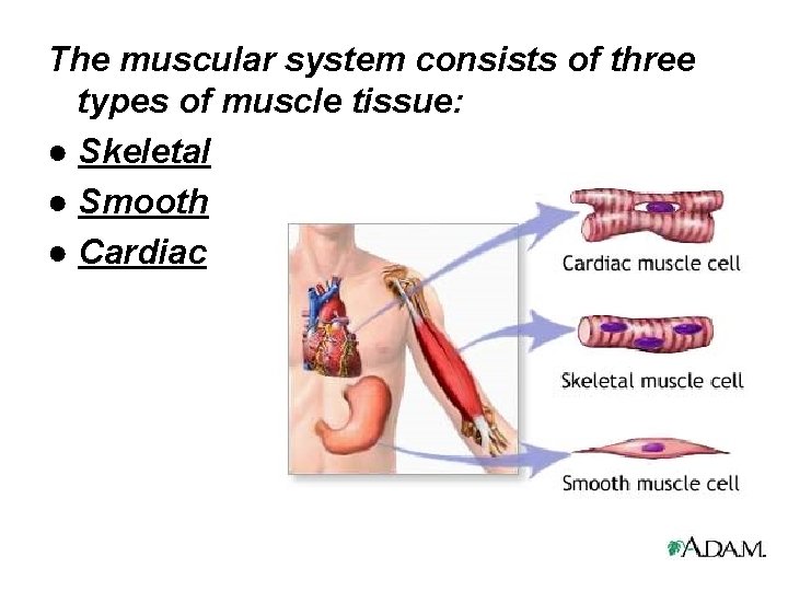 The muscular system consists of three types of muscle tissue: ● Skeletal ● Smooth
