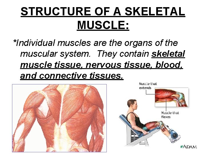 STRUCTURE OF A SKELETAL MUSCLE: *Individual muscles are the organs of the muscular system.