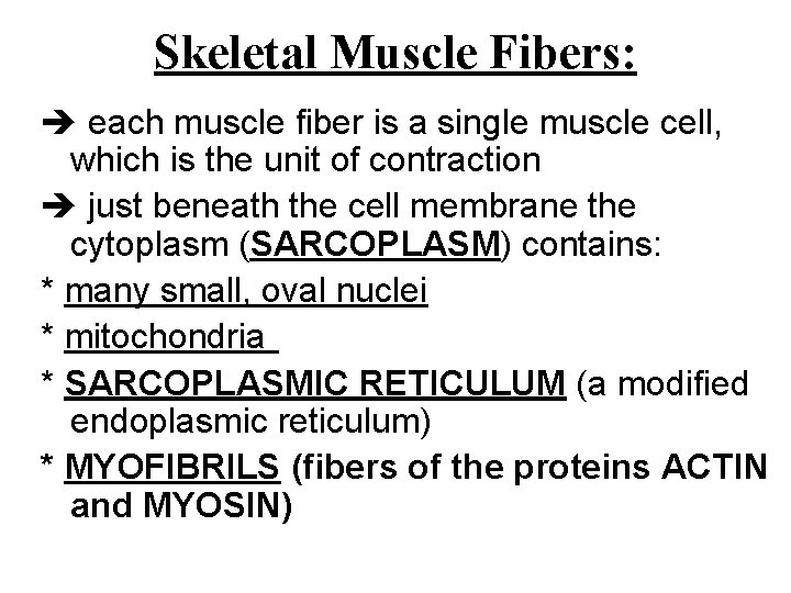 Skeletal Muscle Fibers: each muscle fiber is a single muscle cell, which is the