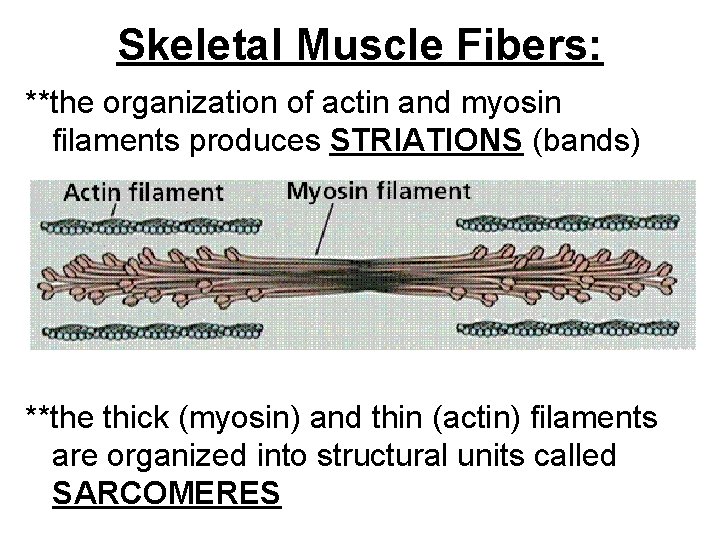 Skeletal Muscle Fibers: **the organization of actin and myosin filaments produces STRIATIONS (bands) **the