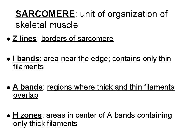 SARCOMERE: unit of organization of skeletal muscle ● Z lines: borders of sarcomere ●