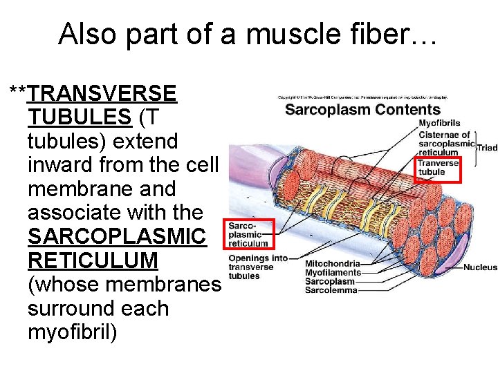 Also part of a muscle fiber… **TRANSVERSE TUBULES (T tubules) extend inward from the
