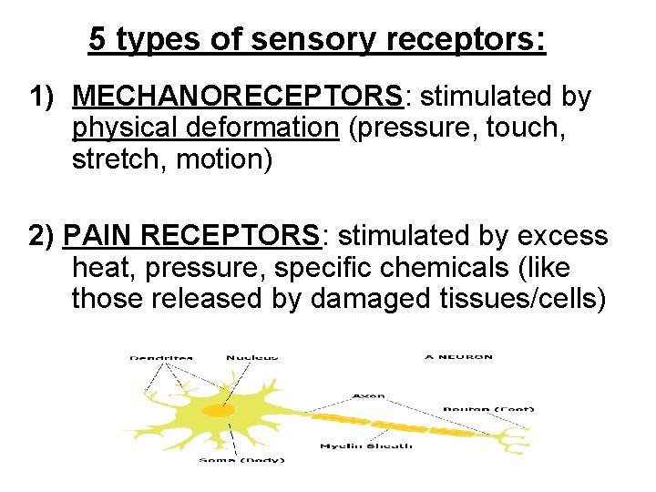 5 types of sensory receptors: 1) MECHANORECEPTORS: stimulated by physical deformation (pressure, touch, stretch,