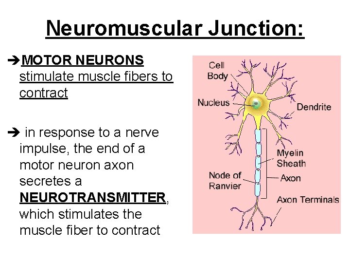 Neuromuscular Junction: MOTOR NEURONS stimulate muscle fibers to contract in response to a nerve