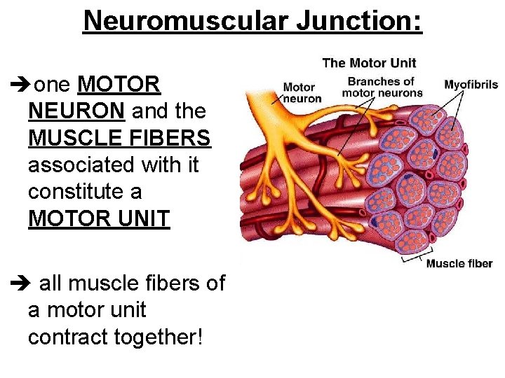 Neuromuscular Junction: one MOTOR NEURON and the MUSCLE FIBERS associated with it constitute a