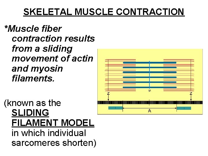 SKELETAL MUSCLE CONTRACTION *Muscle fiber contraction results from a sliding movement of actin and