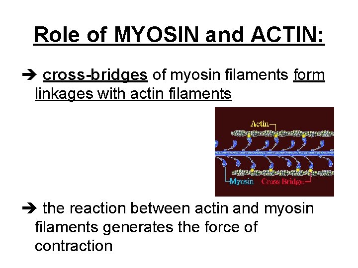 Role of MYOSIN and ACTIN: cross-bridges of myosin filaments form linkages with actin filaments