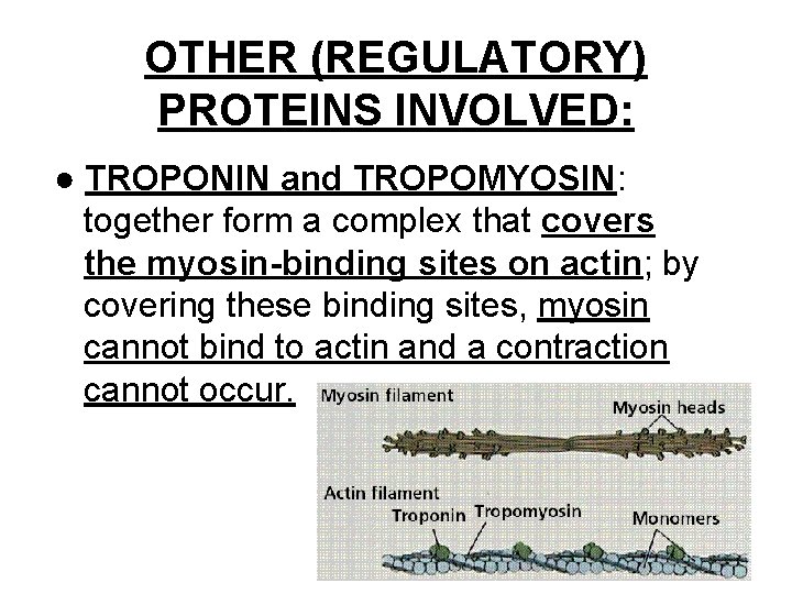 OTHER (REGULATORY) PROTEINS INVOLVED: ● TROPONIN and TROPOMYOSIN: together form a complex that covers