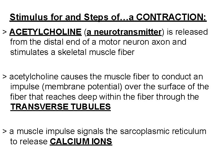 Stimulus for and Steps of…a CONTRACTION: > ACETYLCHOLINE (a neurotransmitter) is released from the