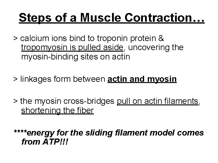 Steps of a Muscle Contraction… > calcium ions bind to troponin protein & tropomyosin