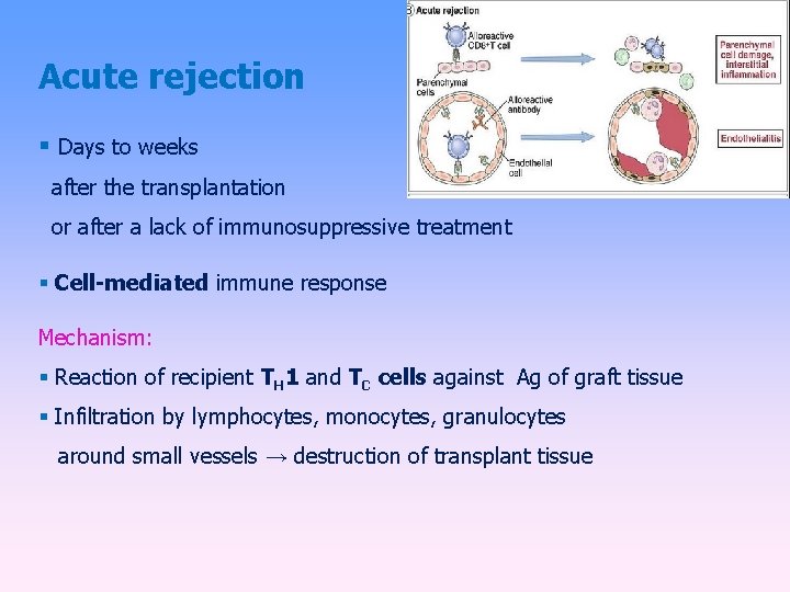 Acute rejection Days to weeks after the transplantation or after a lack of immunosuppressive