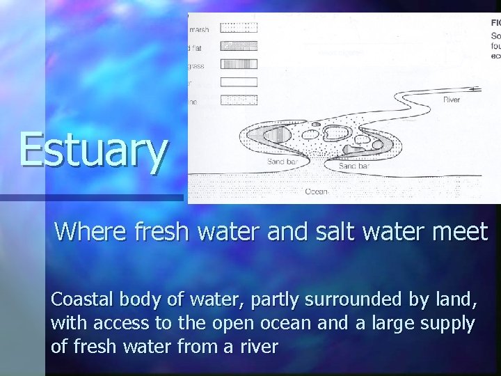 Estuary Where fresh water and salt water meet Coastal body of water, partly surrounded