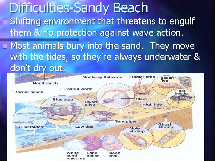 Difficulties-Sandy Beach n Shifting environment that threatens to engulf them & no protection against