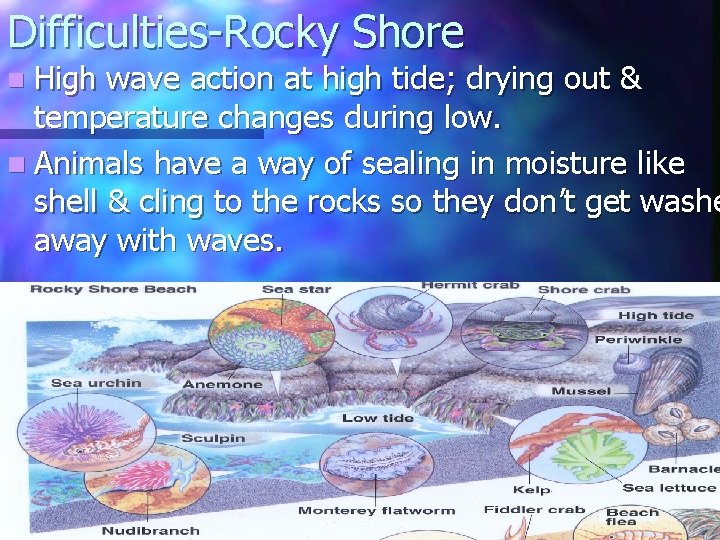 Difficulties-Rocky Shore wave action at high tide; drying out & temperature changes during low.