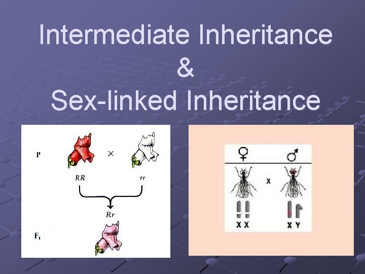 Intermediate Inheritance & Sex-linked Inheritance 