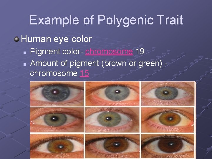 Example of Polygenic Trait Human eye color n n Pigment color- chromosome 19 Amount