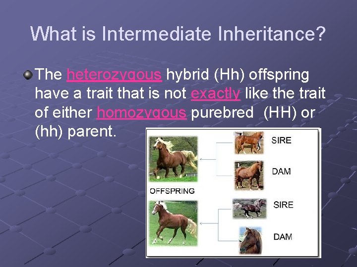 What is Intermediate Inheritance? The heterozygous hybrid (Hh) offspring have a trait that is