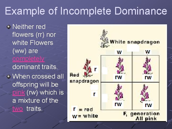 Example of Incomplete Dominance Neither red flowers (rr) nor white Flowers (ww) are completely