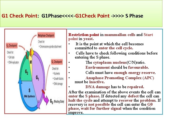 G 1 Check Point: G 1 Phase<<<<-G 1 Check Point ->>>> S Phase Restriction