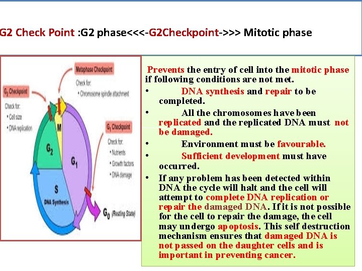 G 2 Check Point : G 2 phase<<<-G 2 Checkpoint->>> Mitotic phase Prevents the