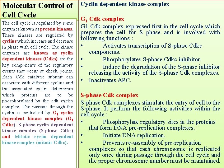 Molecular Control of Cell Cycle The cell cycle is regulated by some enzymes known