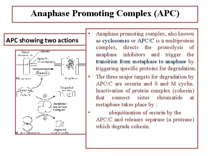 Anaphase Promoting Complex (APC) APC showing two actions • Anaphase promoting complex, also known