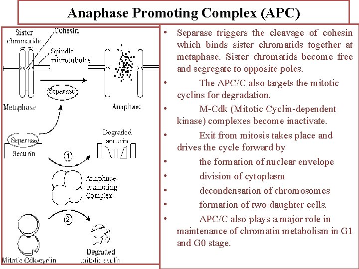 Anaphase Promoting Complex (APC) • Separase triggers the cleavage of cohesin which binds sister