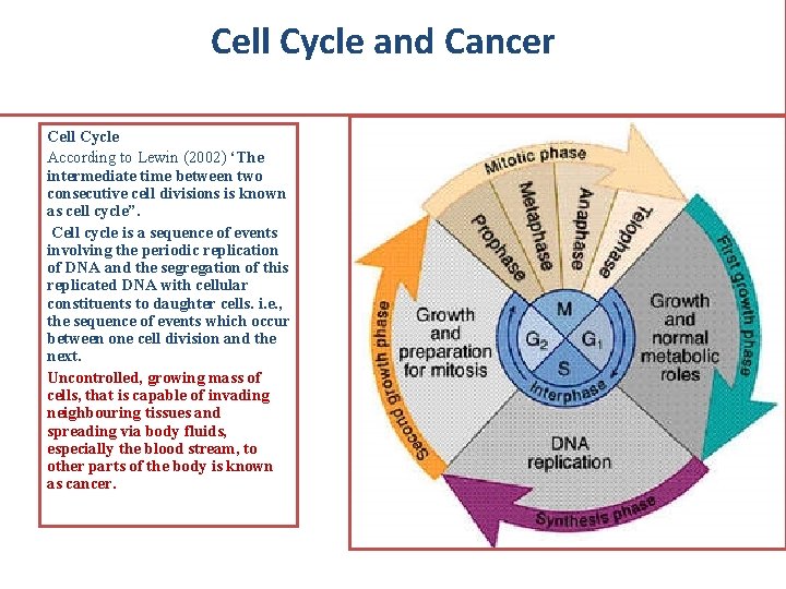 Cell Cycle and Cancer Cell Cycle According to Lewin (2002) ‘The intermediate time between